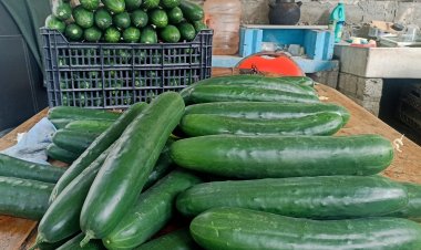 Exitosa producción de pepino en vivero: SDS