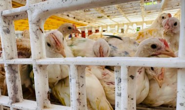 Con paquetes de gallinas ponedoras beneficiaron a 40 familias en Jojutla