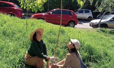 Se realizó el Plan de Arborización Urbana en la avenida Teopanzolco