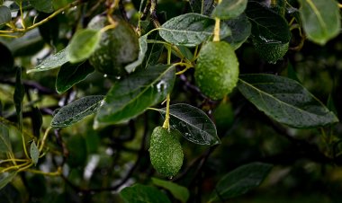 Sobresale calidad y el sabor de aguacate producido en Morelos