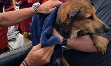 Rescatan a perrito naufrago en el Golfo de México
