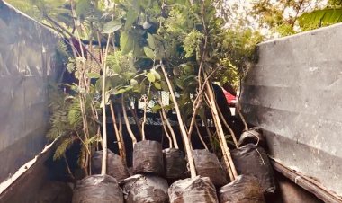 Informan que plantaron 500 árboles en jornadas de reforestación en la capital