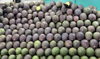 Aguacate y naranja caros pegan a ingresos del ALM