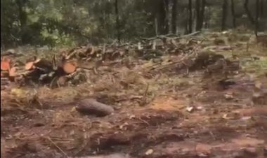 Denuncian tala ilegal en bosque de Ocotepec