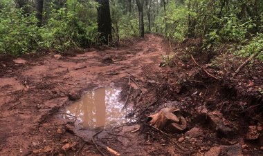 Prometen acciones contra la tala al norte capitalino
