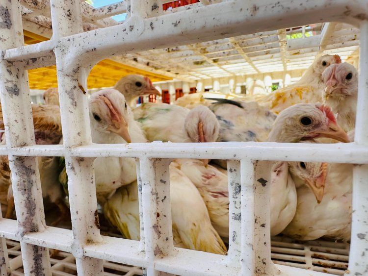 Con paquetes de gallinas ponedoras beneficiaron a 40 familias en Jojutla