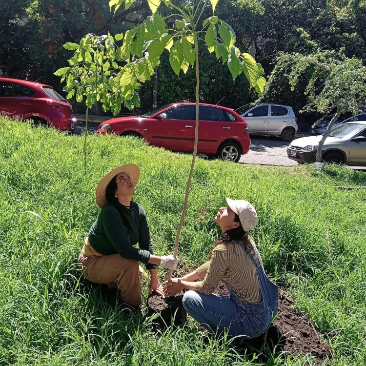 Se realizó el Plan de Arborización Urbana en la avenida Teopanzolco