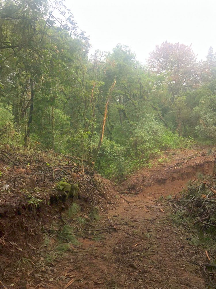 Denuncian tala ilegal en  el bosque de Ocotepec
