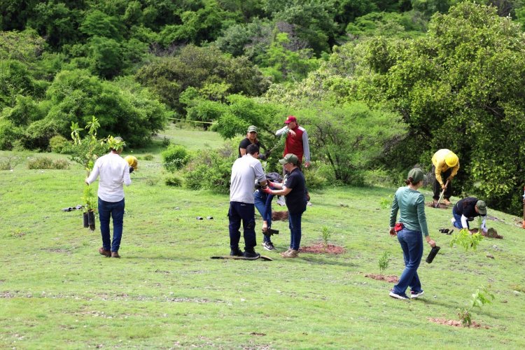 Se realiza reforestación en el paraje La Cañada, Amacuzac