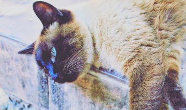 Se registraron menos demandas relacionadas con maltrato animal