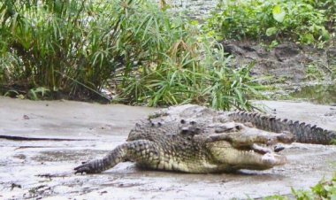 Murió el último cocodrilo huésped en Chapultepec