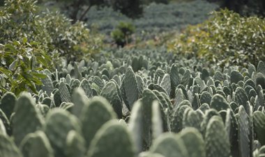 A consumir los productos del campo morelense exhortan en fiestas patrias