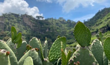 Se consolida Morelos como primer productor de nopales