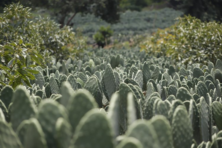 A consumir los productos del campo morelense exhortan en fiestas patrias