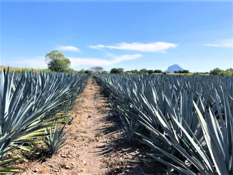 A consumir los productos del campo morelense exhortan en fiestas patrias