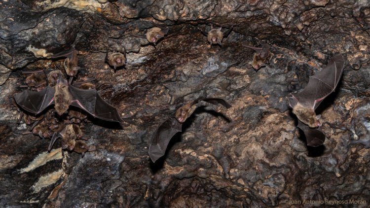 Área natural de Cueva El Salitre cuenta con reglamento interno