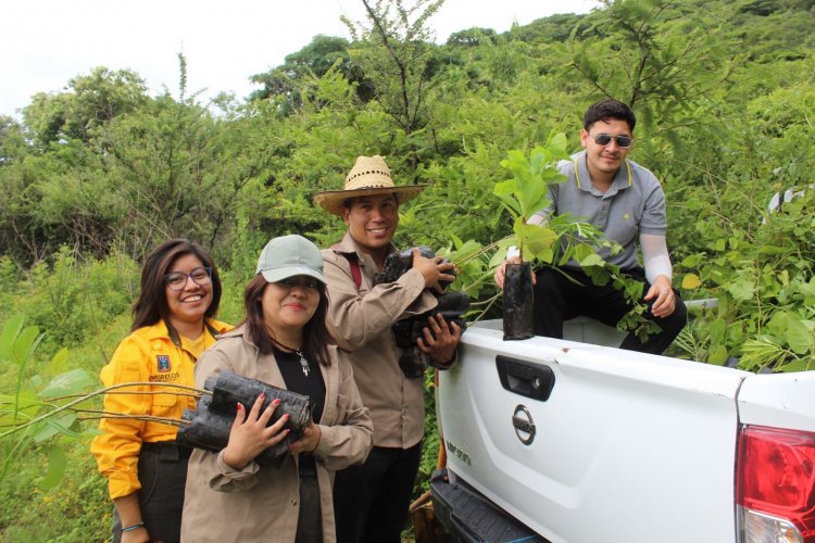 Se reforesta el área natural protegida Sierra Montenegro