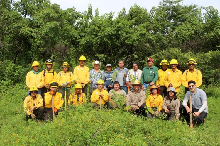 Se reforesta el área natural protegida Sierra Montenegro