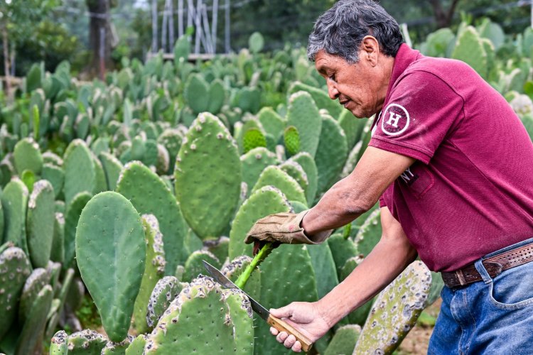 Se consolida Morelos como primer productor de nopales