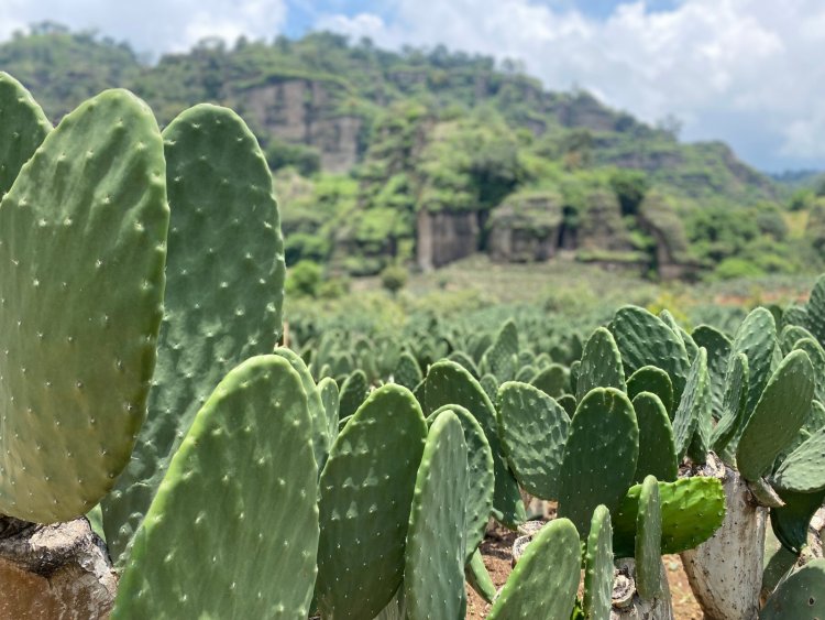 Se consolida Morelos como primer productor de nopales