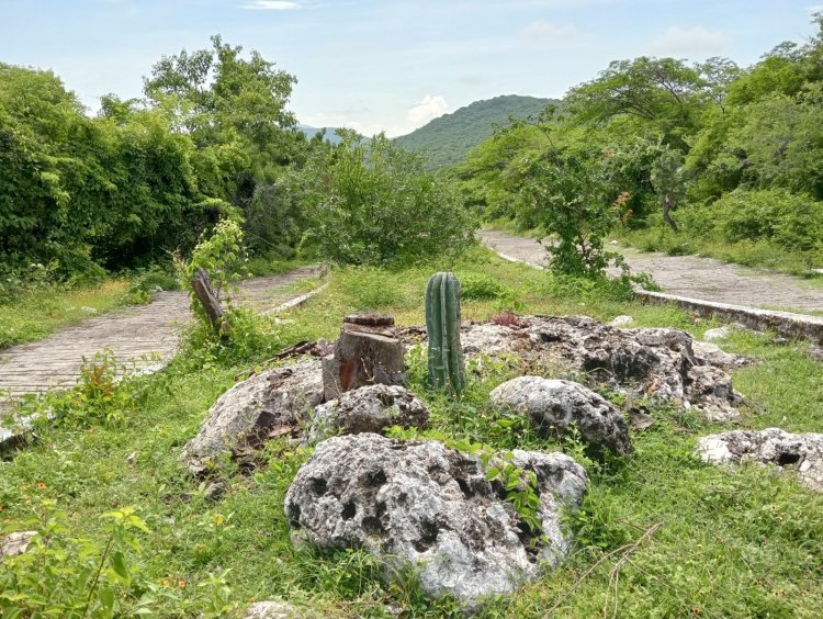 Se establecen jardines para   polinizadores en Las Estacas