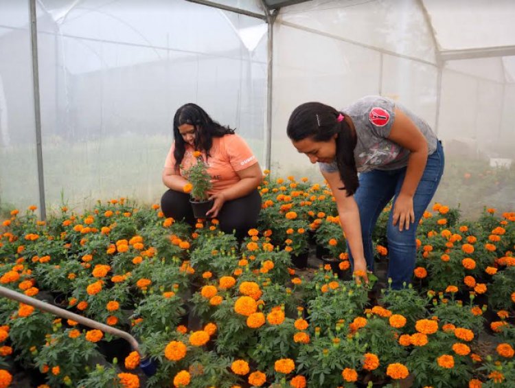 Estudiantes de Agropecuarias   emprenden con cempasúchil