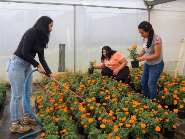 Estudiantes de Agropecuarias   emprenden con cempasúchil