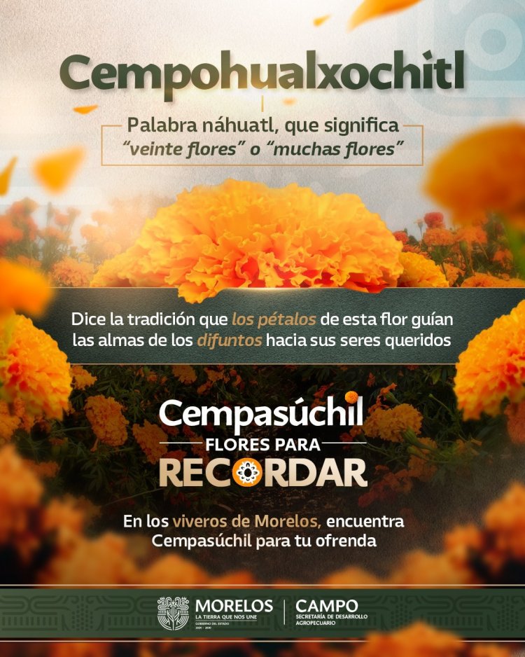 A disposición, gran cantidad del   cempasúchil en mercados varios