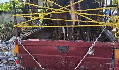 Llevaba reses en su camioneta sin contar con el respaldo legal