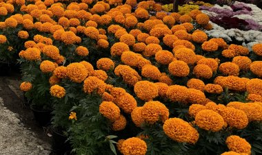 Esperan grandes ventas los  productores de cempasúchil