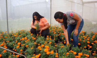 Estudiantes de Agropecuarias   emprenden con cempasúchil