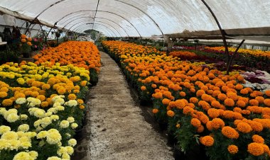 Temen que lluvias dañen  cultivos de cempasúchil
