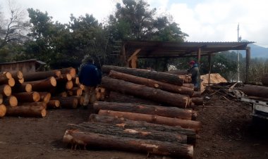 Clausuró Profepa aserraderos clandestinos en Morelos y otras entidades
