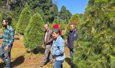 Participan estudiantes y docentes en un proyecto de venta de árboles de navidad