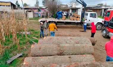 Nuevo golpe a talamontes en Bosque  de Agua de Morelos, CDMX y Edomex