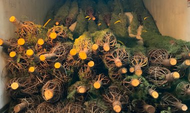 Revisan cerca de 165 mil árboles  de Navidad para descartar plagas