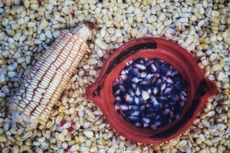 Este año las lluvias pueden  ayudar a cosechas de maíz