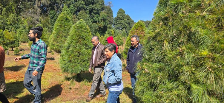 Participan estudiantes y docentes en un proyecto de venta de árboles de navidad