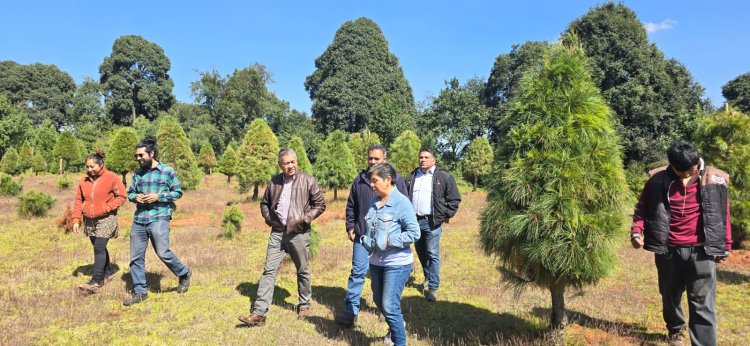 Participan estudiantes y docentes en un proyecto de venta de árboles de navidad