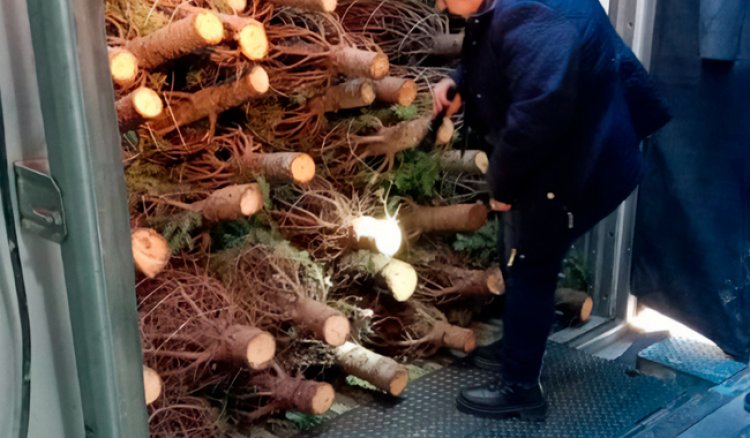 Revisan cerca de 165 mil árboles  de Navidad para descartar plagas