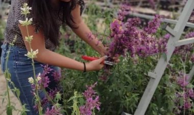 Alumnos de la UAEM se capacitan en la producción a gran escala de toronjil