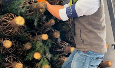 Son más de medio millón de árboles de navidad verificados