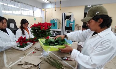 En Ciencias Agropecuarias trabajan para  acelerar la coloración de la Nochebuena