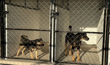 Hay hasta 10 denuncias a la  semana por maltrato animal