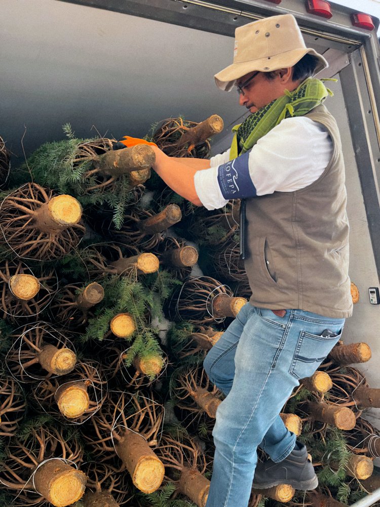 Son más de medio millón de árboles de navidad verificados