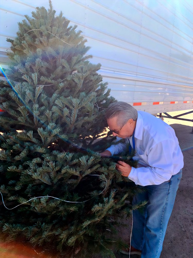 Son más de medio millón de árboles de navidad verificados