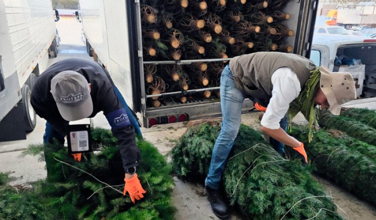 Son más de medio millón de árboles de navidad verificados