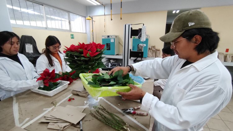 En Ciencias Agropecuarias trabajan para  acelerar la coloración de la Nochebuena