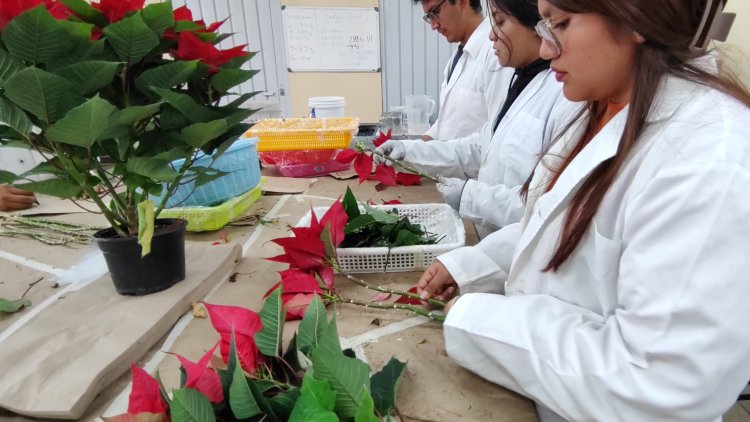 En Ciencias Agropecuarias trabajan para  acelerar la coloración de la Nochebuena