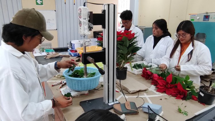 En Ciencias Agropecuarias trabajan para  acelerar la coloración de la Nochebuena